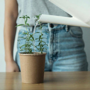 “Drink it, Plant it!” Té Piantabile MOUNTAIN -Collezione Brilla e Fiorisci-